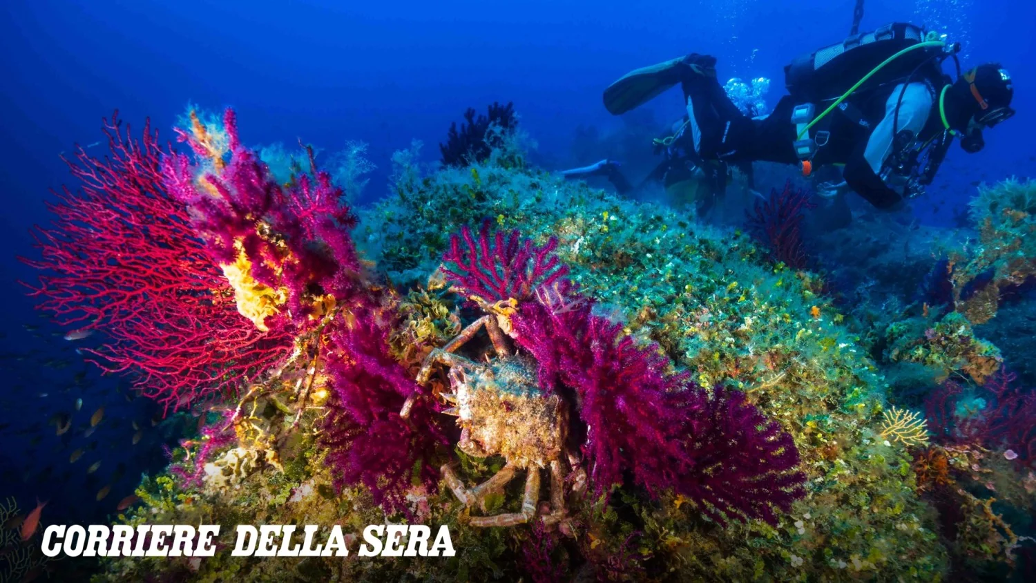 Ondas de calor marinho em 2025 atingem até 40 metros: riscos graves para os fundos marinhos italianos