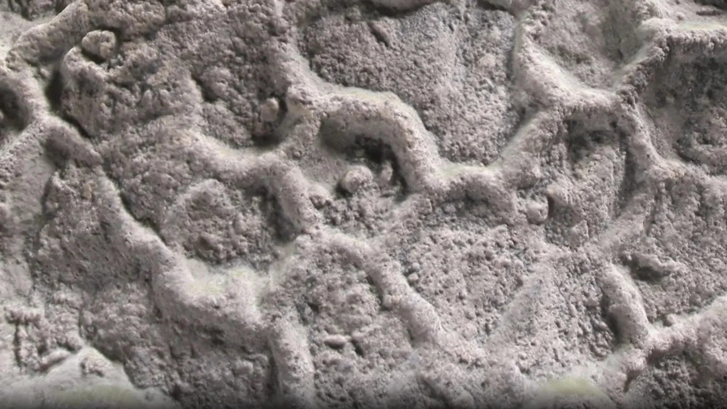 Paleodictyon: quem construiu hexágonos nos fundos marinhos por 500 milhões de anos