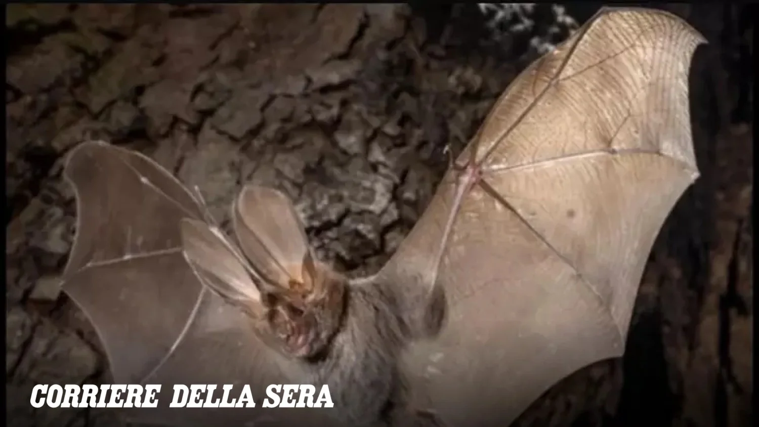 Primeiro registro na Europa: morcego africano Nycteris thebaica detectado em Pantelleria