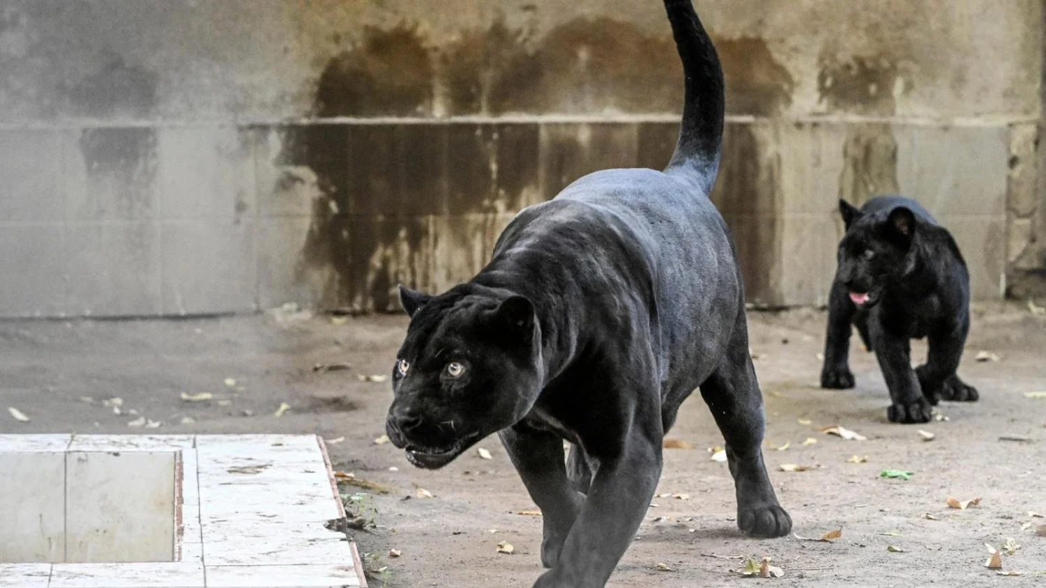 Parthenope: filhote de jaguar negro nasce no Zoo de Nápoles em recorde ligado ao aquecimento