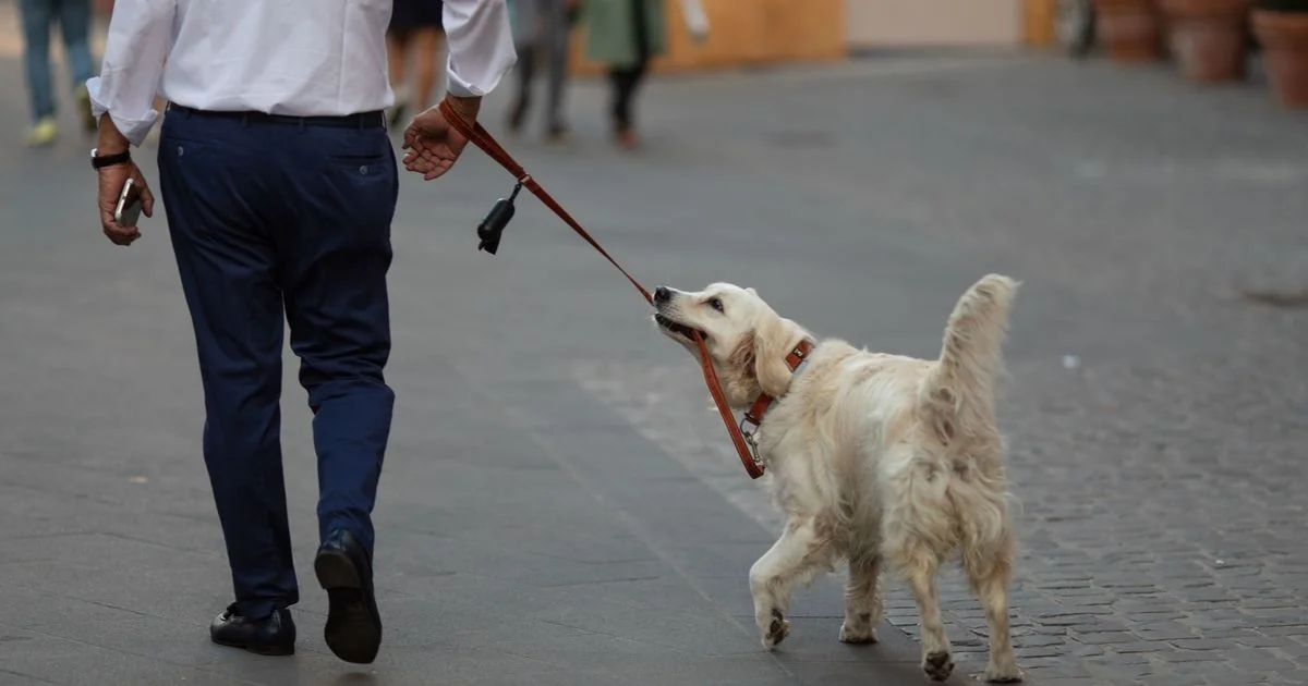 Passeio perfeito para cães: estudo aponta 67 minutos, 16 paradas e preferência por campos abertos