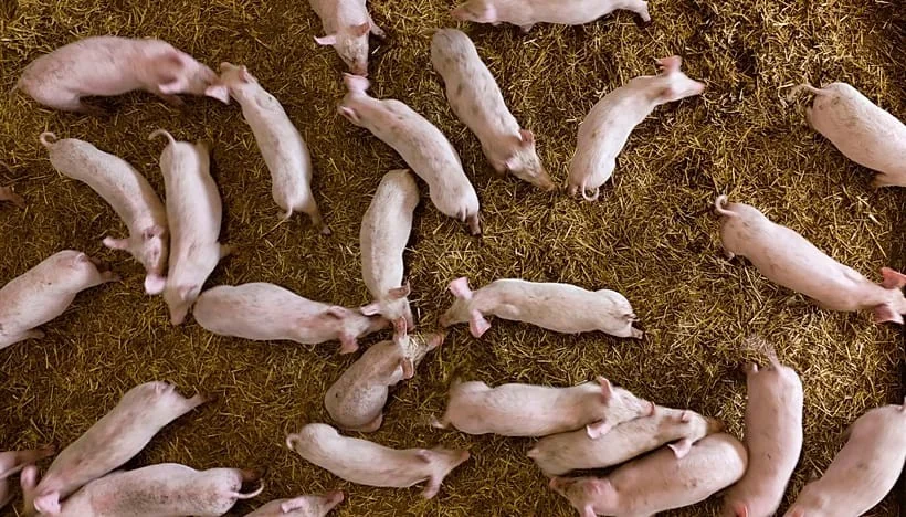 Peste Suína Africana avança na Toscana: 638 casos entre javalis e risco para criações suínas