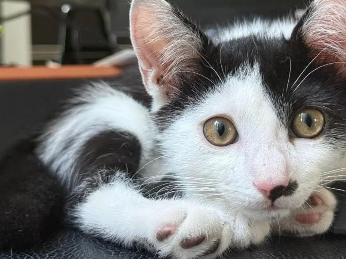De achado a embaixador: Pielle, o gato que ilumina a segurança viária da Polícia Local