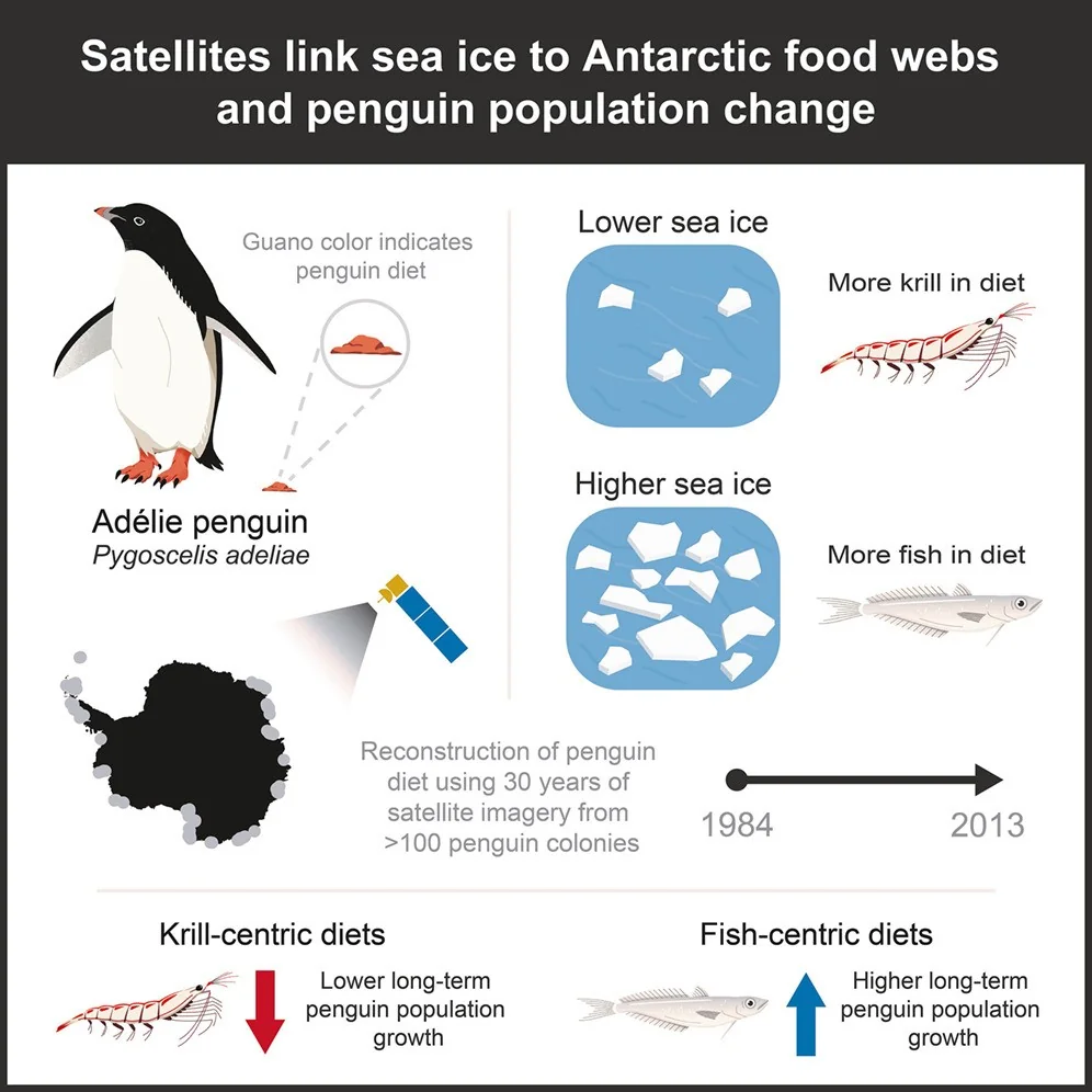 Pinguins na Antártica: dieta muda para krill com o aquecimento e ameaça à sobrevivência