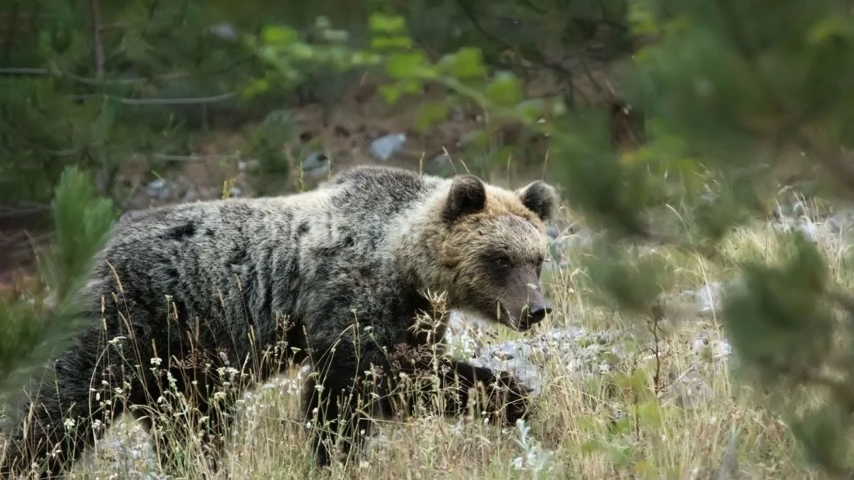 População de ursos-marsicanos no Apennino cresce para 81 indivíduos: um sinal de esperança para a biodiversidade