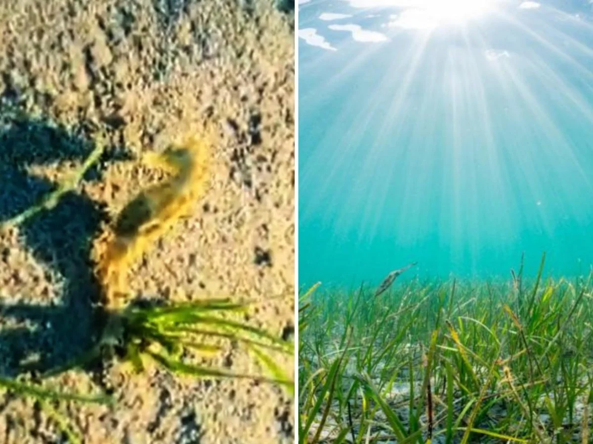 Posidonia em recuperação atrai cavalo‑marinho raro: avistamento em Lipari