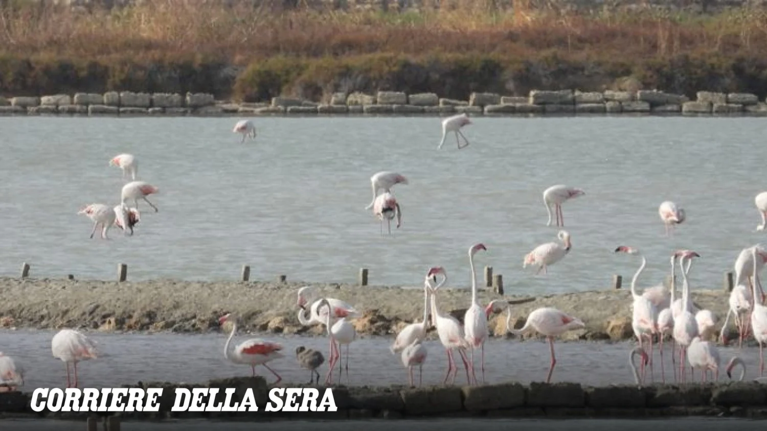 Primeira nidificação histórica de fenicotero-rosa nas Saline di Trapani e Paceco: nascem três filhotes