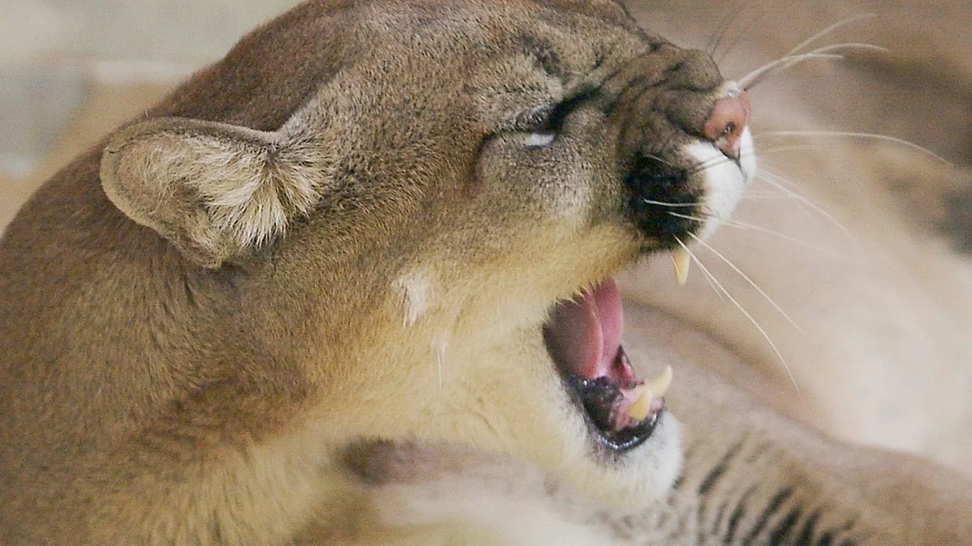 Puma na Polônia: terceiro possível avistamento em poucas semanas no distrito de Kłodzko