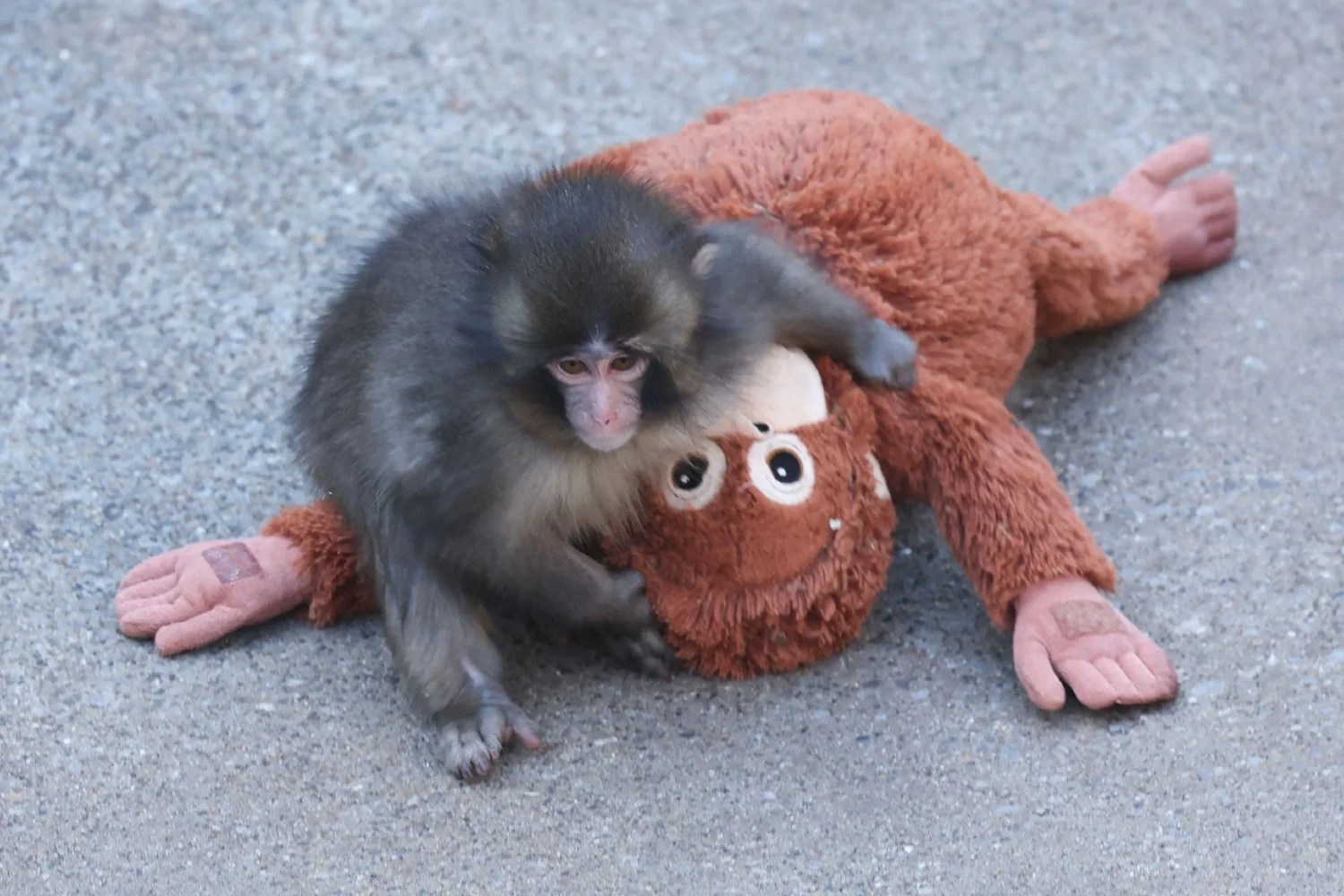 Punch, o macaco que encontrou conforto em um peluche, celebra 1º aniversário com 2.500 cartões e doações