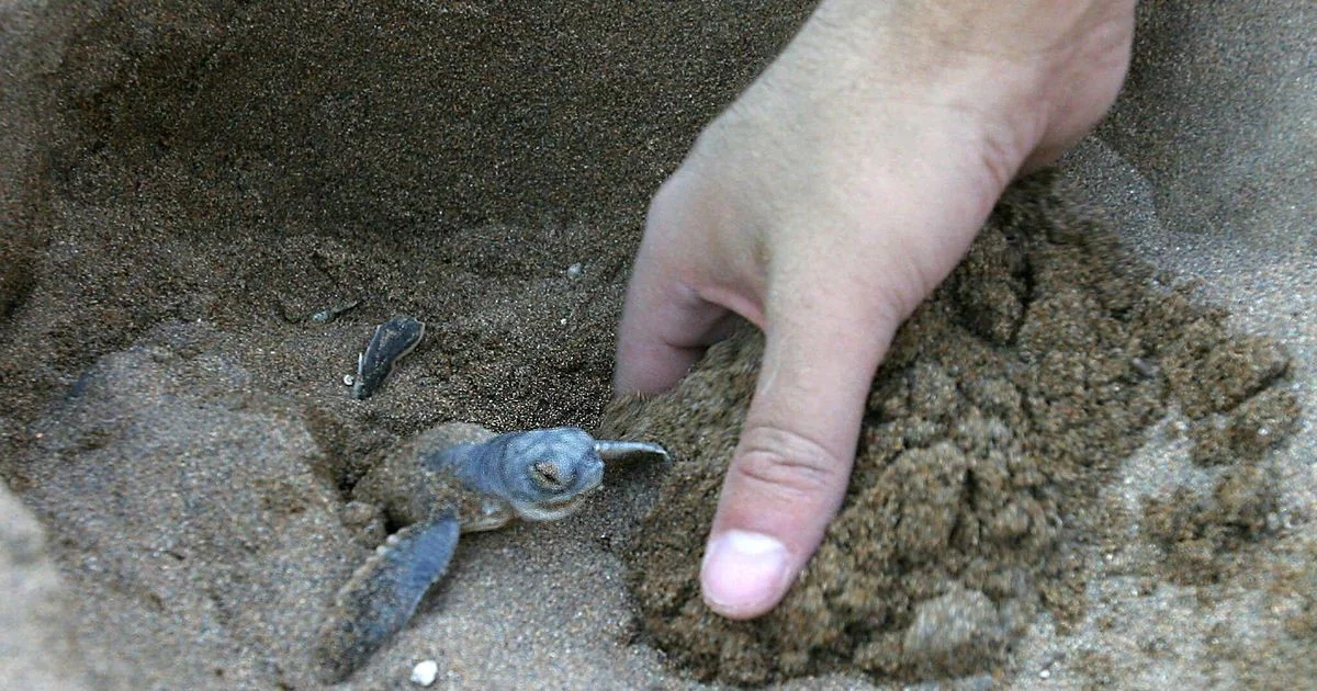 Queda temporária de ninhos de Caretta caretta na Itália reflete dinâmicas reprodutivas, não retrocesso populacional