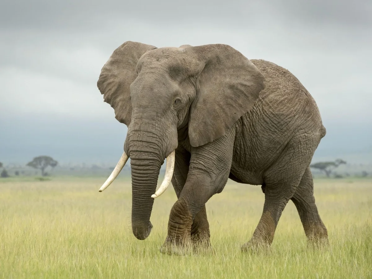 Quênia: dois agricultores presos por suspeita de envenenamento de 18 elefantes em Amboseli