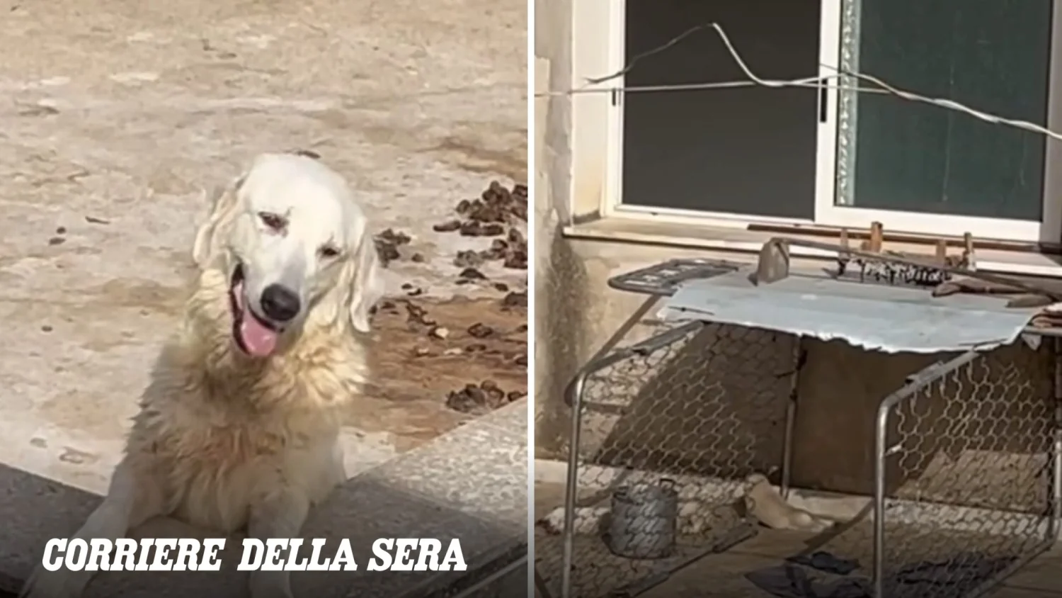 Sciacca: nove cães abandonados em terraço sob sol; quatro filhotes morrem