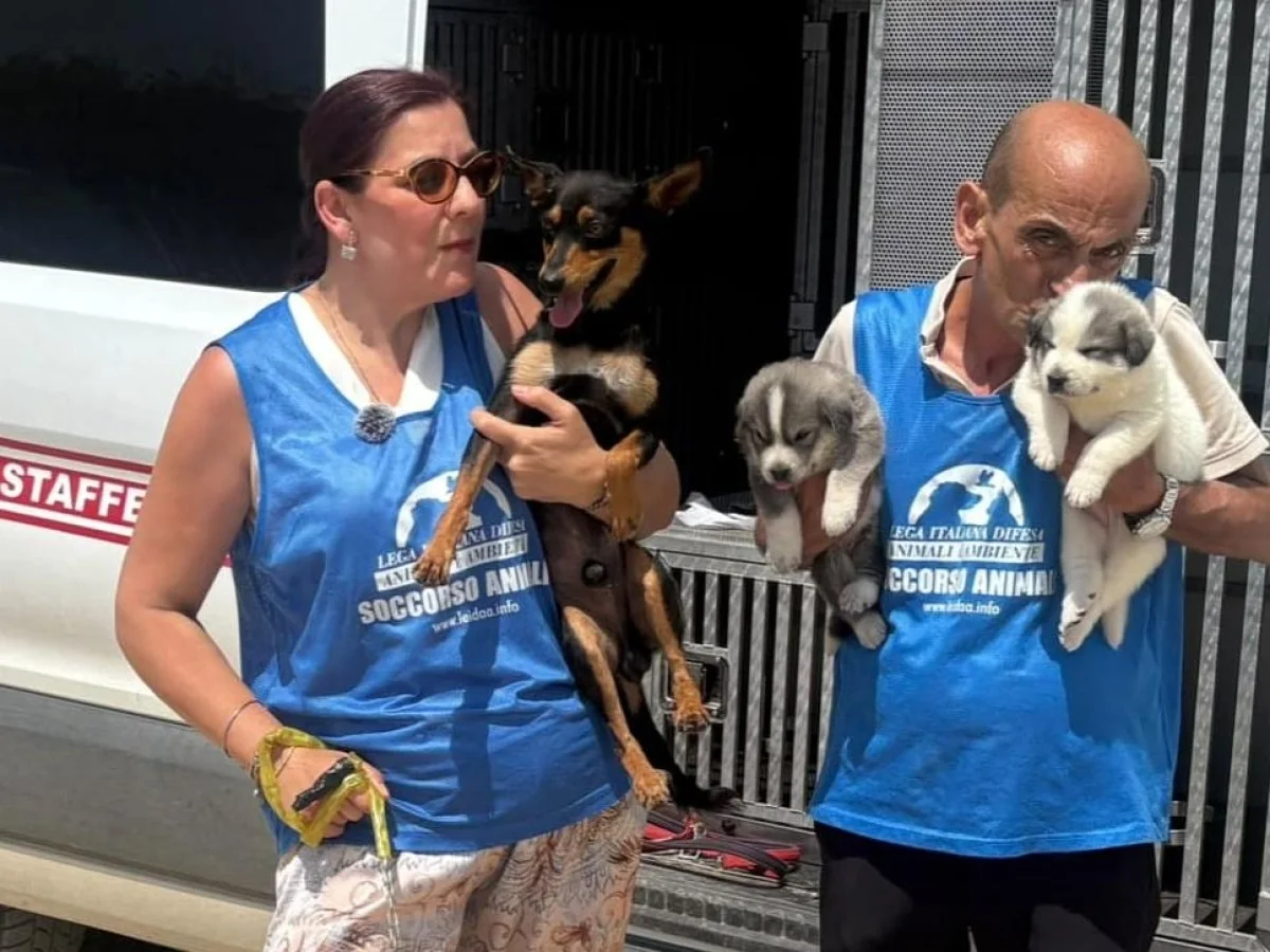 Sciacca: Leidaa consegue guarda definitiva e dá nova vida a cinco cães abandonados