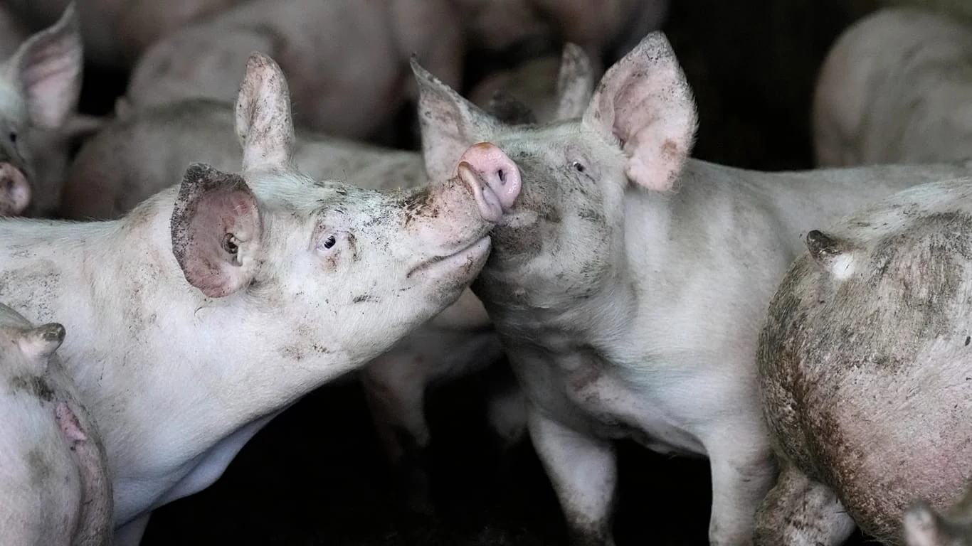Sibéria: abate em massa de suínos gera mistério sobre doença e tensão socioeconômica em Tjumen