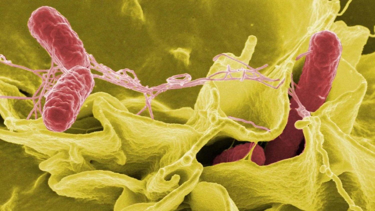 Surto de salmonela no Reino Unido: 1 morto e 207 casos ligados a ovos importados