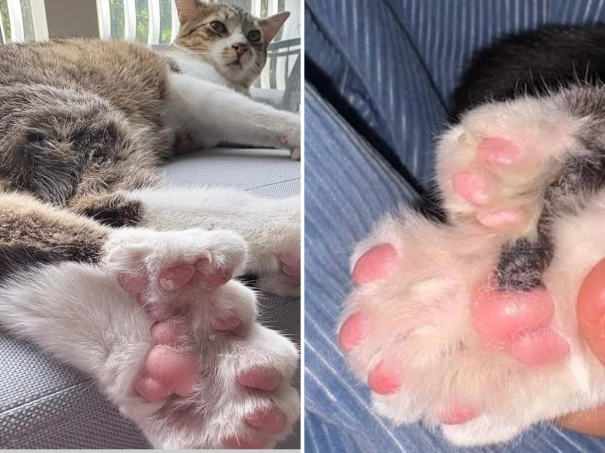Toby, o gato com 28 dedos que entrou para o Guinness: o que é a polidactilia e como cuidar de um felino com dedos extras