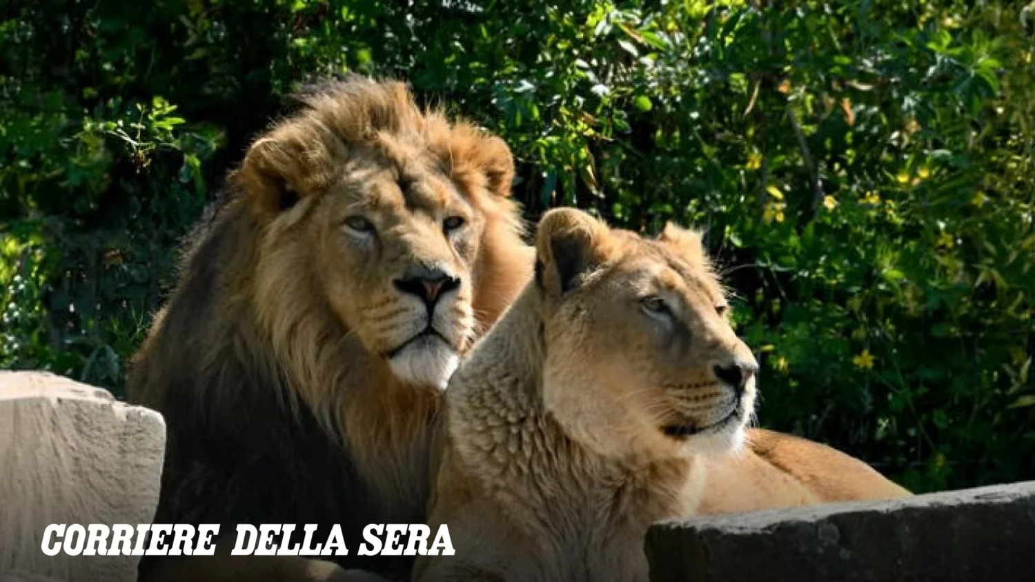 Três leões morrem no zoo de Tóquio após onda de calor extremo: veterinários apontam golpe de calor