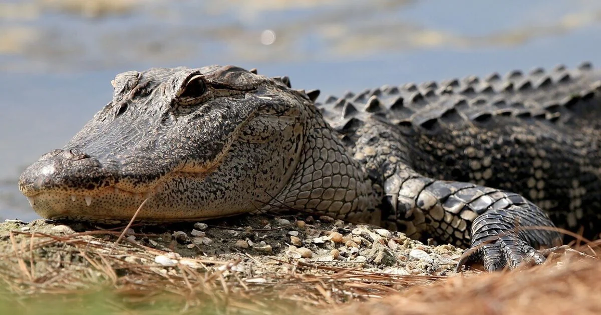 Tribunal de Jerusalém barra plano de Ben-Gvir de instalar crocodilos nas prisões de segurança máxima