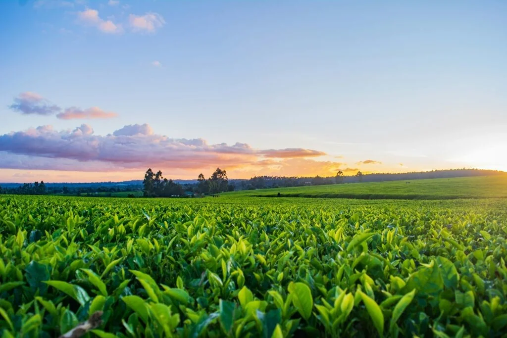 UE aprova €20 milhões ao Friuli Venezia Giulia para mitigar alta de combustíveis e fertilizantes