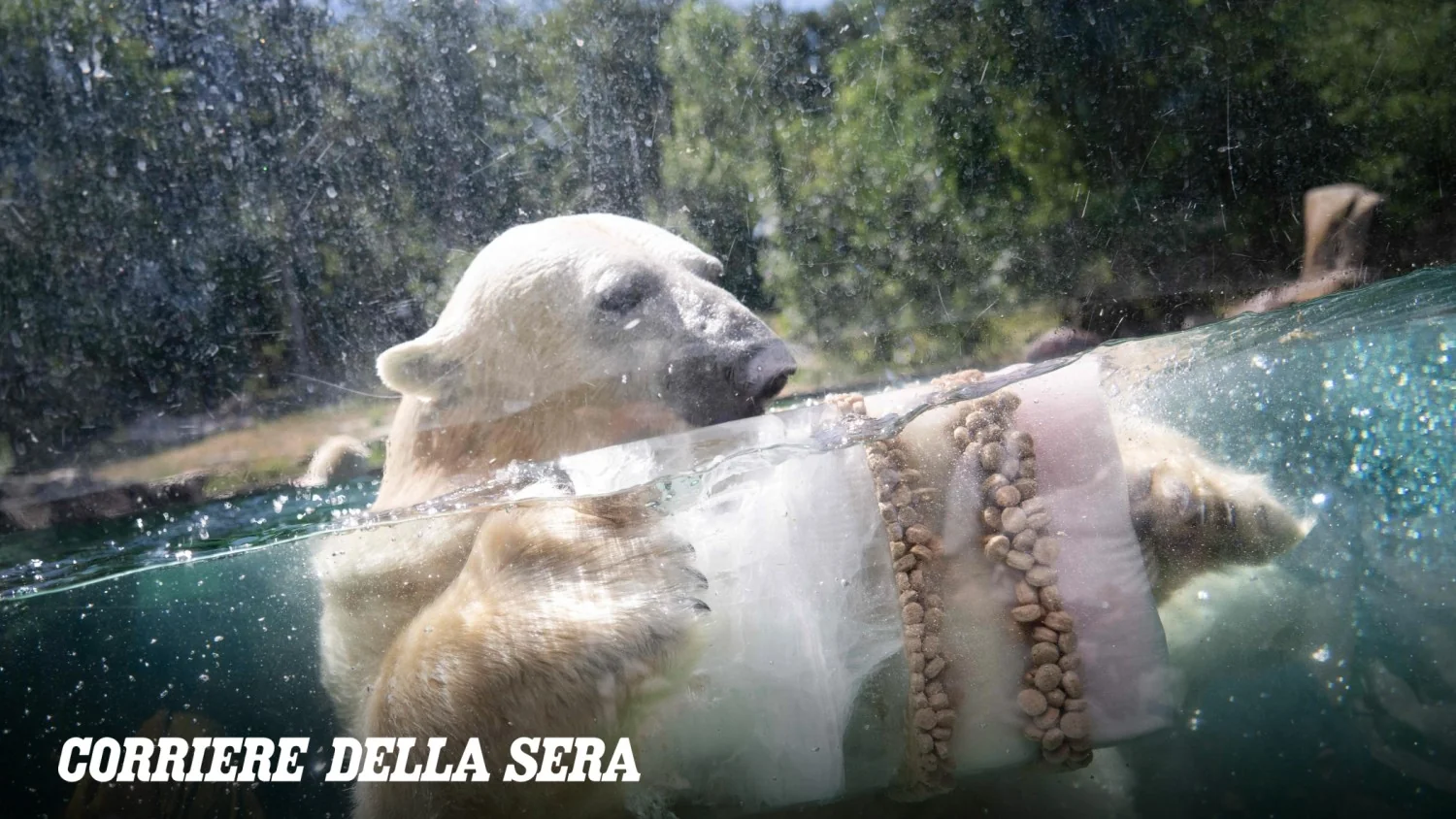 Urso polar em piscina artificial abraça bloco de gelo: a foto mais triste do verão na Alsácia