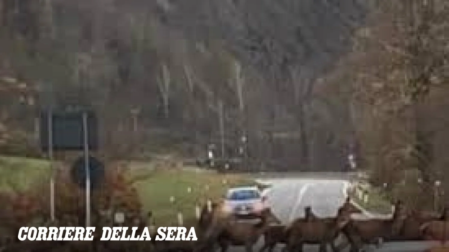 Viaduto verde para cervos na Belluno: corredor faunístico reduzirá acidentes na SR203