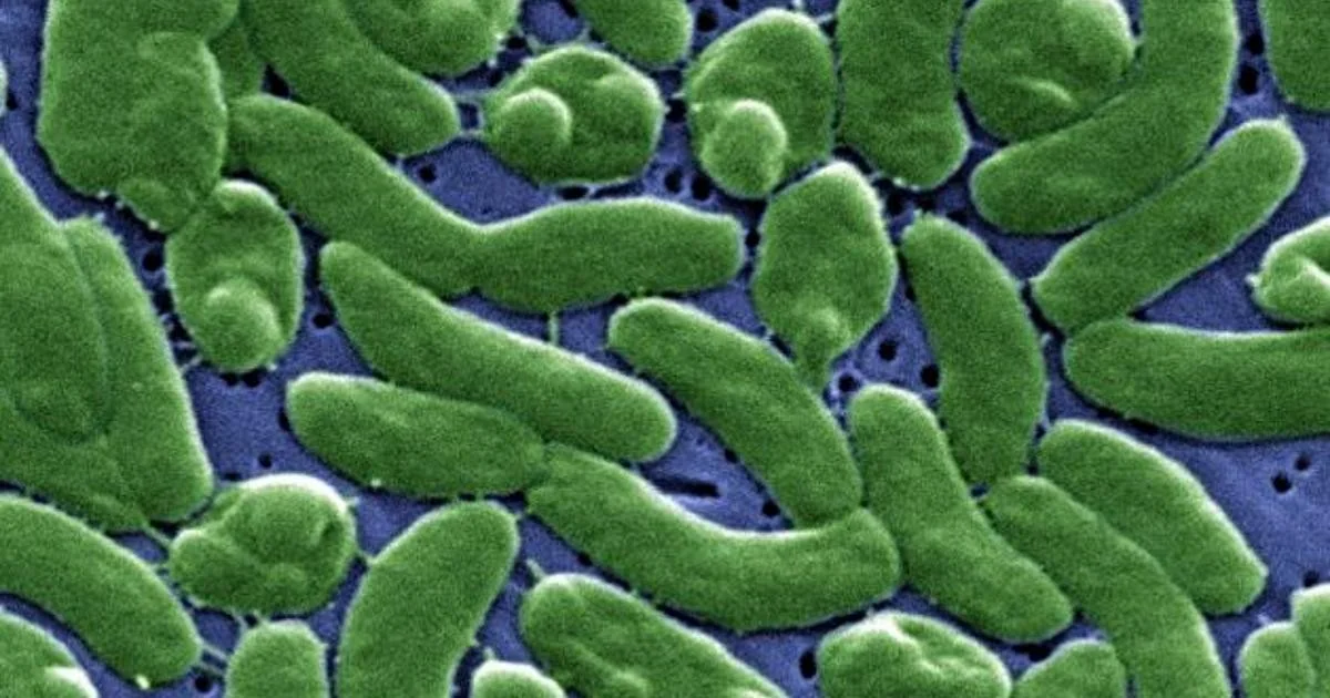 Alerta no Estreito de Messina: detectado o Vibrio vulnificus, a chamada 'bactéria comedora de carne'