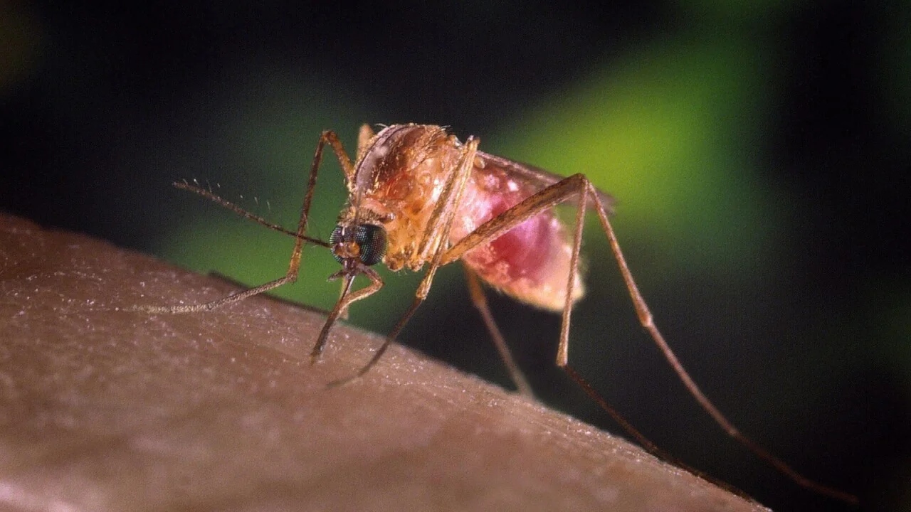 Vírus West Nile: idoso de 85 anos morre em Pavia e acende alerta na Lombardia