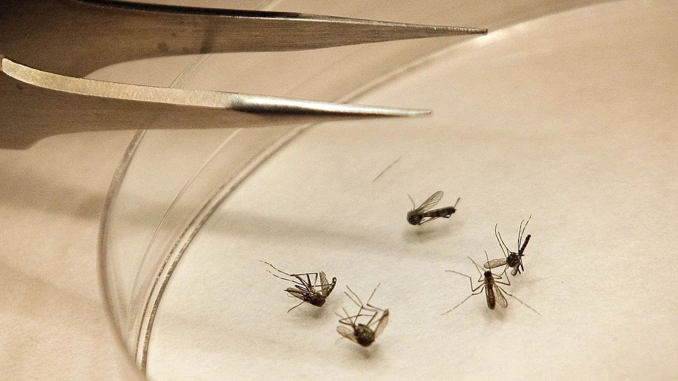 Vírus West Nile: Itália entre os países europeus mais afetados; mais dois casos confirmados em Viterbo