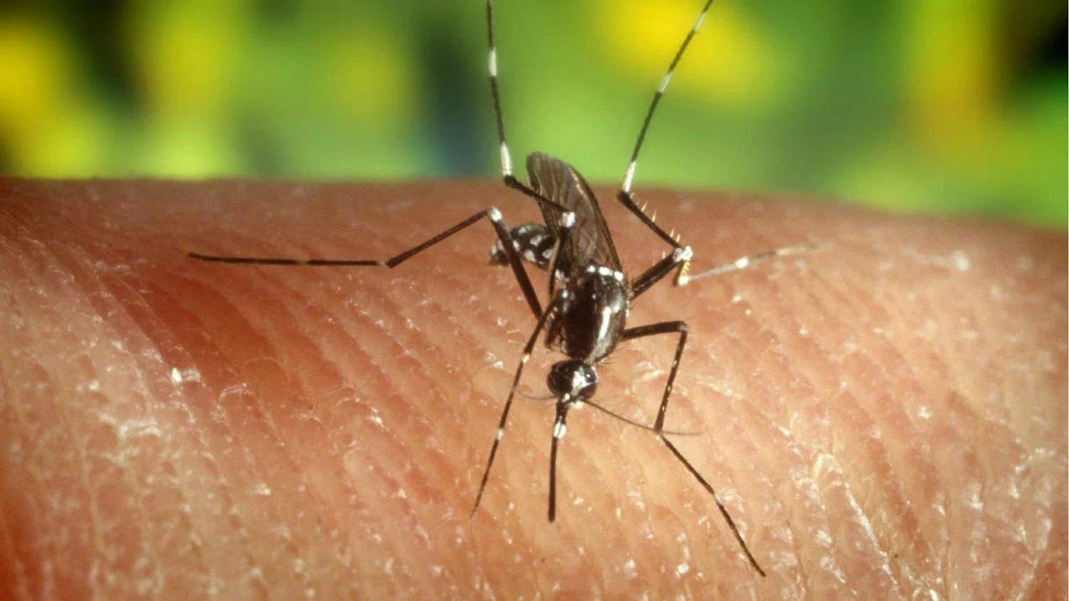 Vírus West Nile: Itália registra 312 casos e 13 mortes; circulação chega a 60 províncias