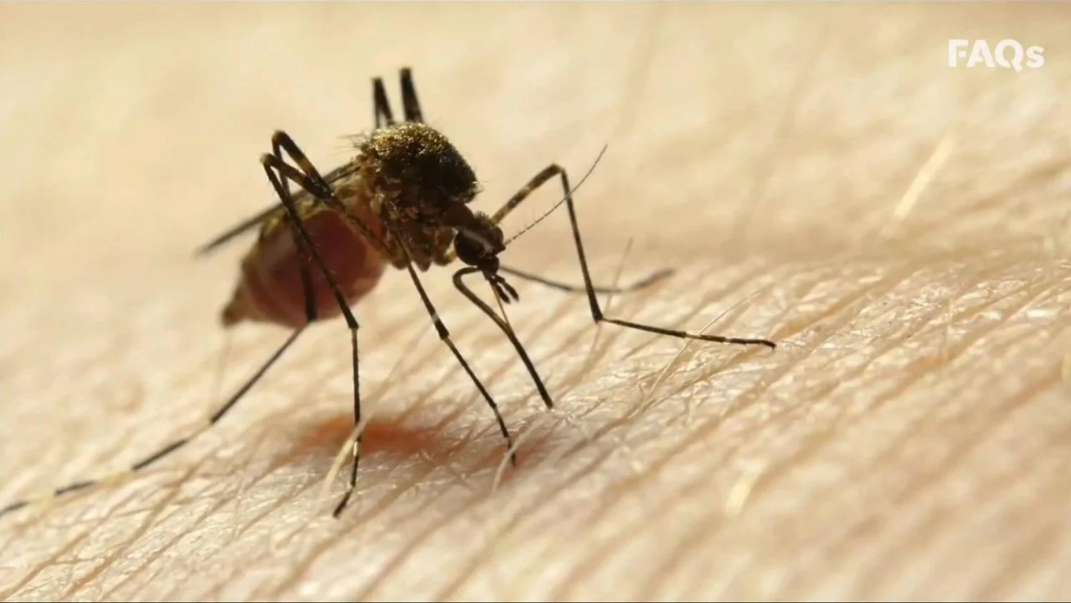 West Nile: Sardenha registra 14 casos em Oristano; ISS aponta 226 infecções e 7 óbitos até 12/08