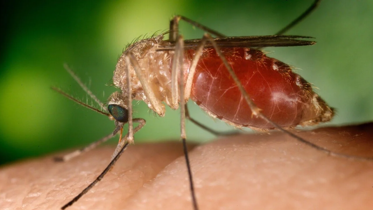 Casos de West Nile disparam: mais de 100 novos registros em uma semana na Itália
