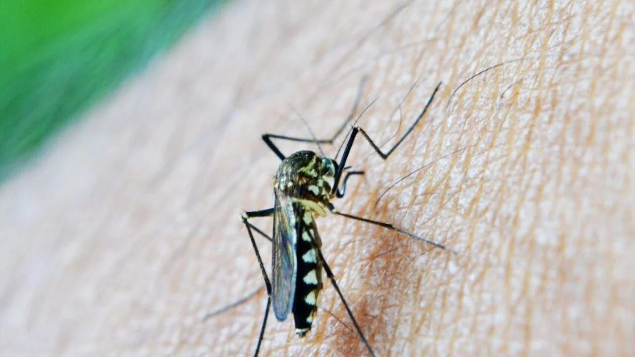Cornacchia positiva al West Nile vicino a Firenze: ASL Toscana Centro rafforza sorveglianza