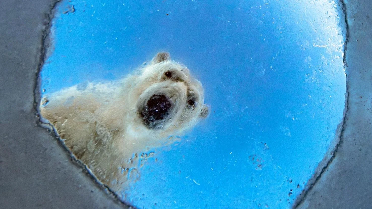 Wildlife Photographer of the Year 2026: urso na janela, camaleão na tempestade e imagens que expõem a relação entre humanos e natureza