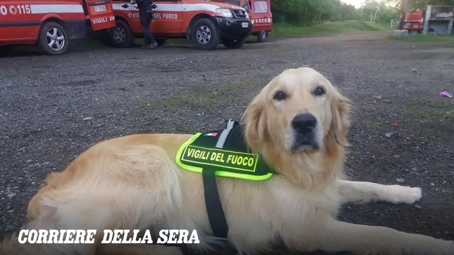 Zoe, o cão herói do Ponte Morandi, morre após doença: a história de coragem e afeto