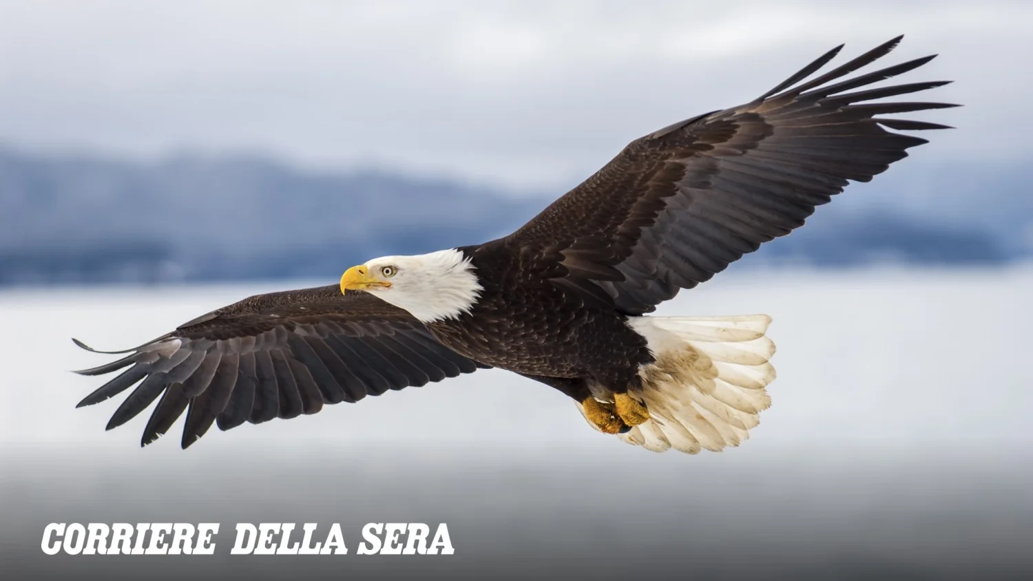 21 Estados dos EUA processam governo Trump por enfraquecer a proteção da fauna selvagem