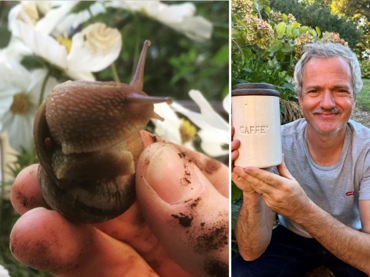 Como afastar caracóis e lesmas da horta: 3 remédios caseiros essenciais