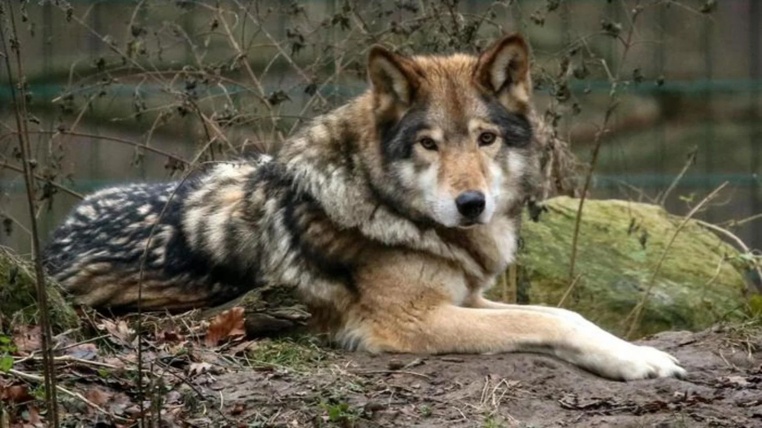 Alto Adige autoriza abatimento de lobo; LAV denuncia ‘método Fugatti’ e aciona instâncias europeias