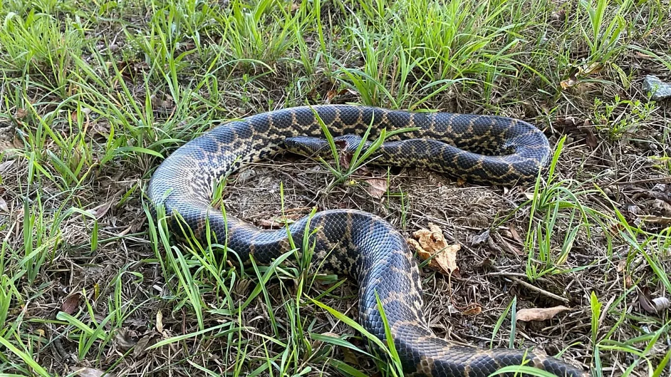 Anaconda às margens do Danúbio: enorme serpente amazônica encontrada na Baixa Baviera