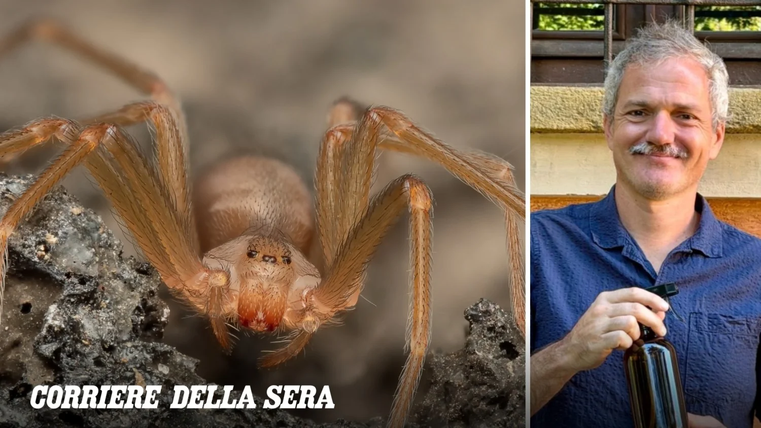 Aranha-violino, malmignatta e outras aranhas venenosas na Itália: o que é perigoso e como mantê-las longe