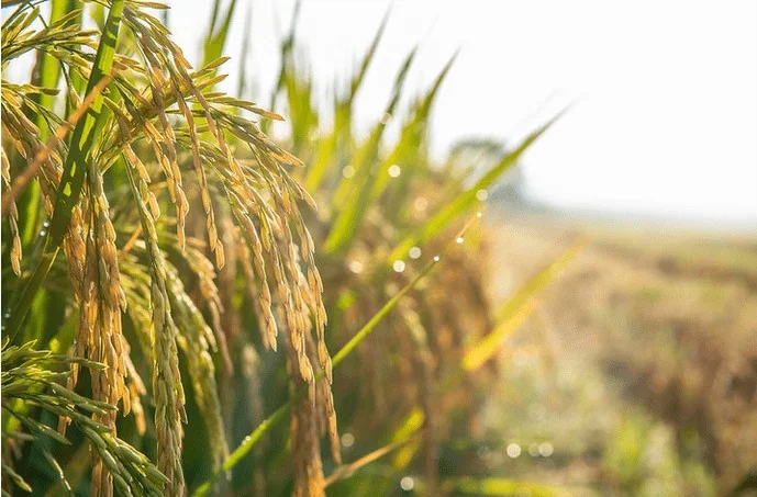 Arroz lidera cobertura seguradora na Itália: 75% das superfícies arrozeiras seguras e valor assegurado beira €740 milhões