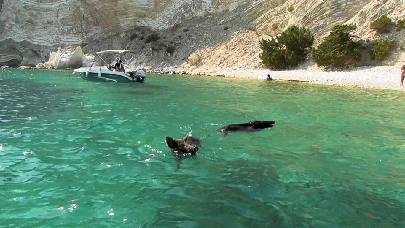 Atokos: a encantadora ilha grega onde turistas nadam ao lado de porcos selvagens