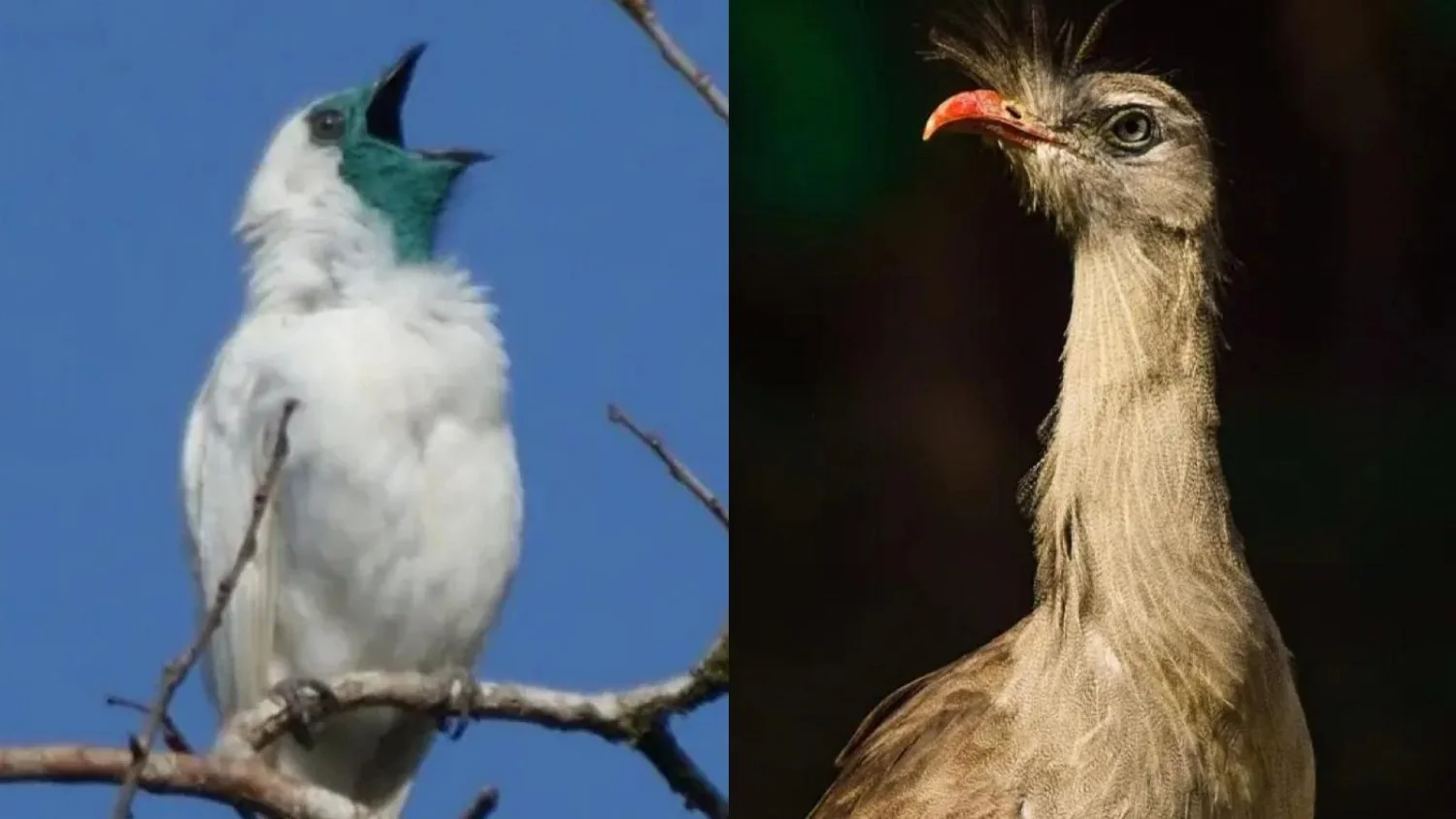 Quais são as aves mais barulhentas do planeta? Pesquisadores medem cantos que ultrapassam 120 dB