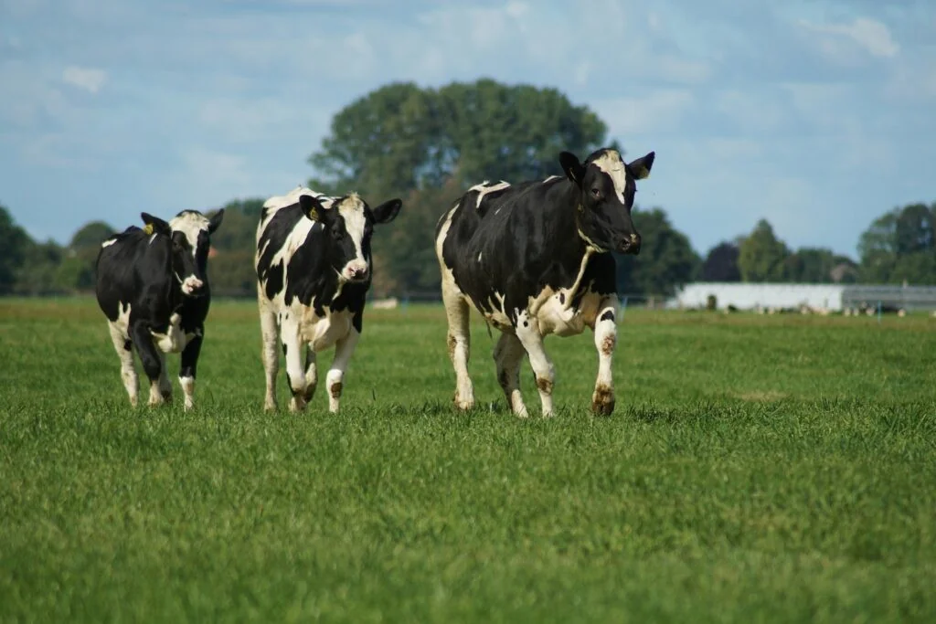 Brasil x UE: importações de carne retomam apenas quando estiverem em conformidade com normas antimicrobianas
