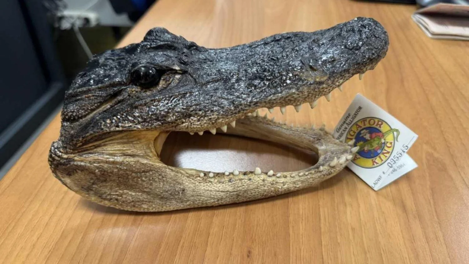 Embarque com surpresa: cabeça de crocodilo seca apreendida em bagagem no Aeroporto de Turim