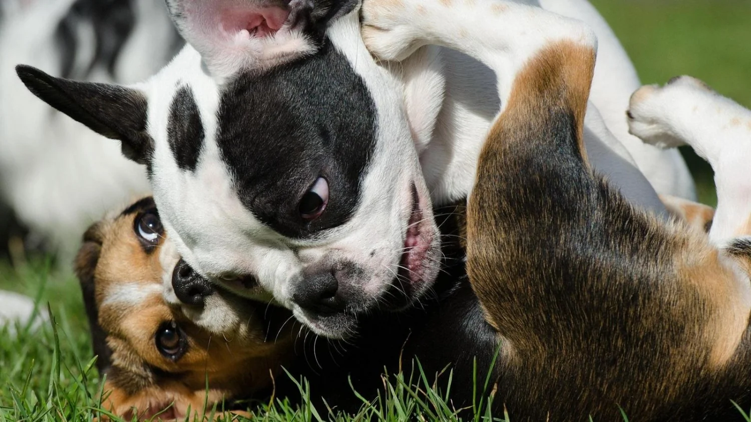 Cães distinguem palavras como humanos: estudo revela que consoantes são a chave