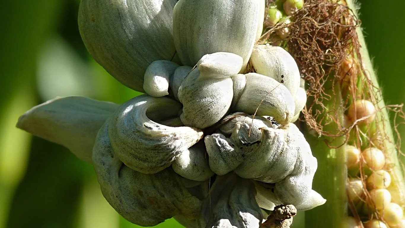 Calor prolongado favorece fungo nos campos de milho: prejuízos e a ascensão do huitlacoche como iguaria