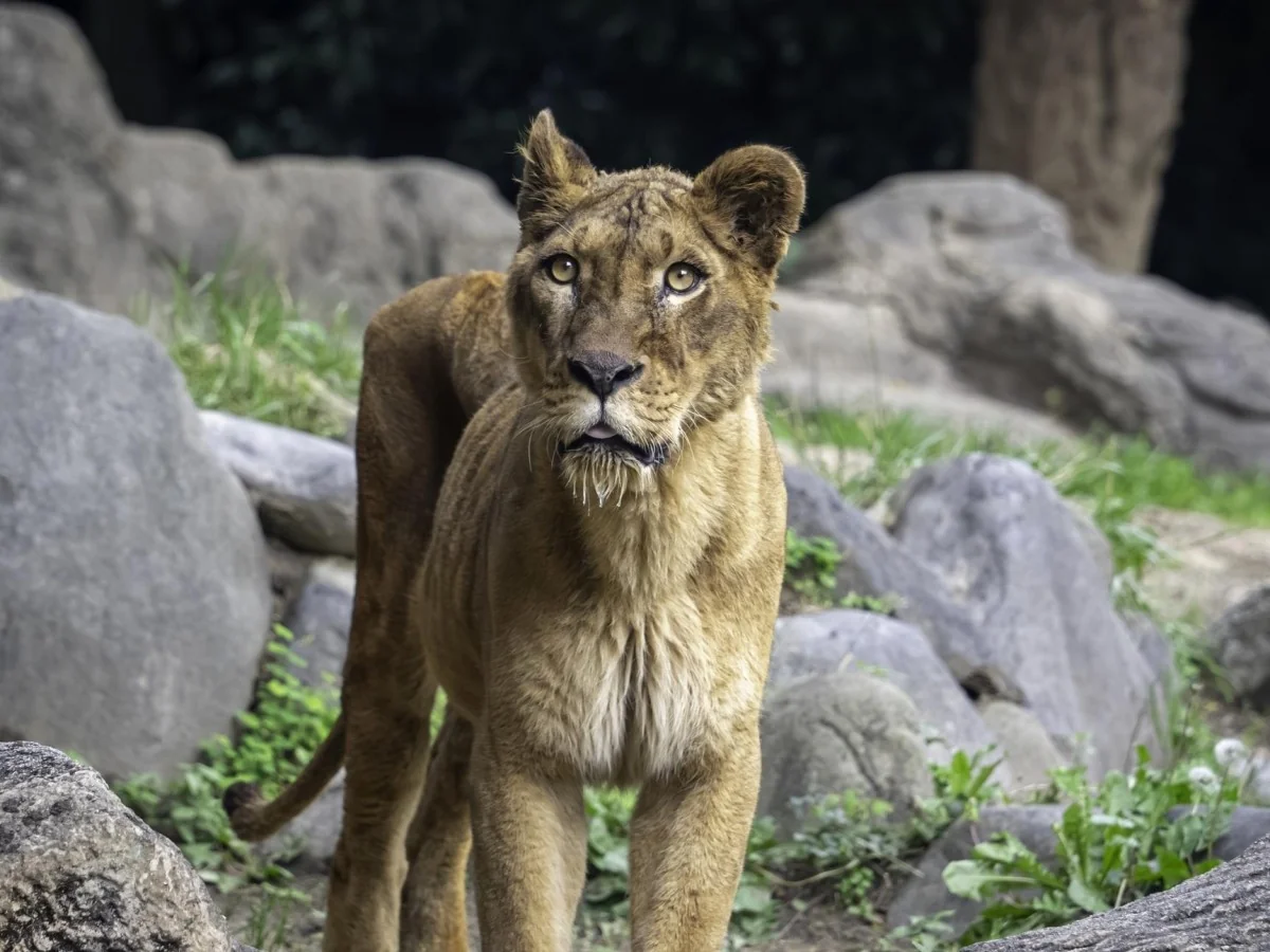 Calor recorde em Tóquio: três leoas do zoo de Tama morreram por desidratação e falência múltipla de órgãos