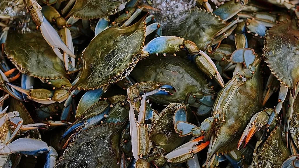 Do flagelo à mercadoria: como o caranguejo azul virou alavanca econômica no Delta do Pó