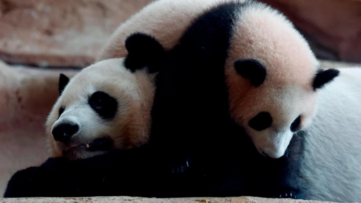 Panda Diplomacia: Xi envia Ping Ping e Fu Shuang aos EUA como gesto estratégico
