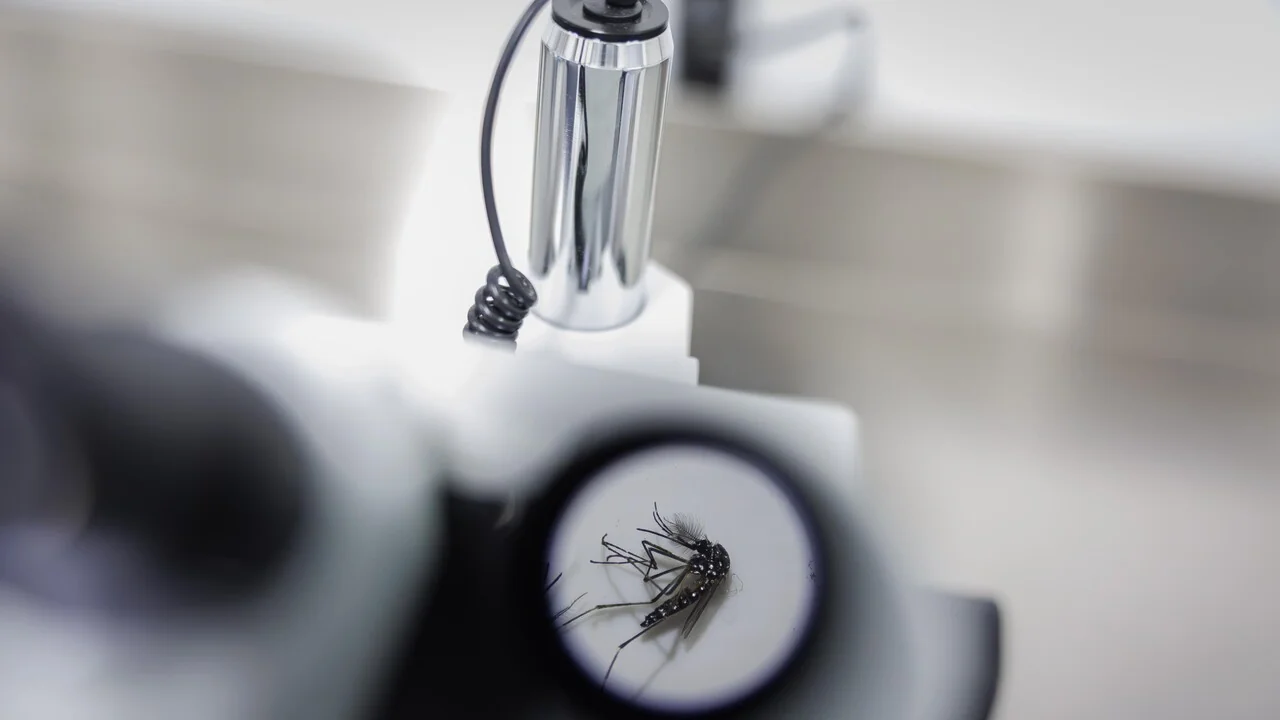 Dengue em Treviso: mulher infectada após retorno de Cuba leva a desinfestação em San Vendemiano